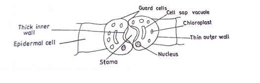 Guard Cell Diagram